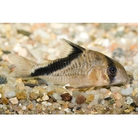 Corydoras Melini 3,5cm Corydoras Melini 3,5cm